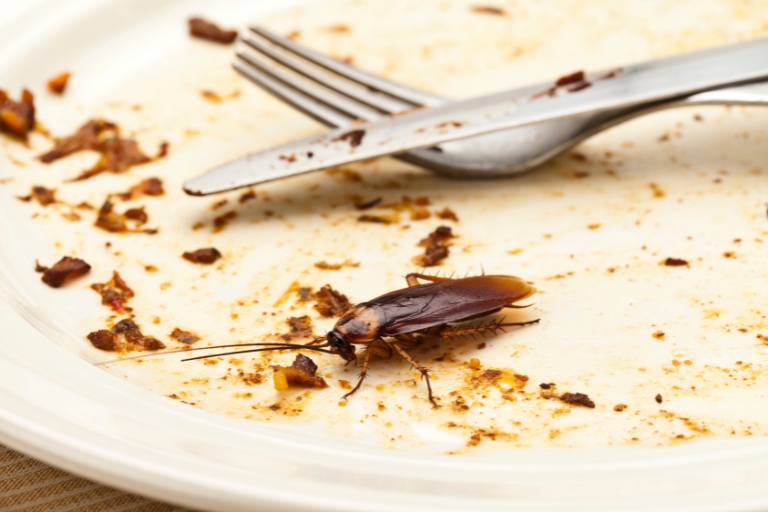 Karaluch na talerzu w restauracji - konieczna dezynsekcja.